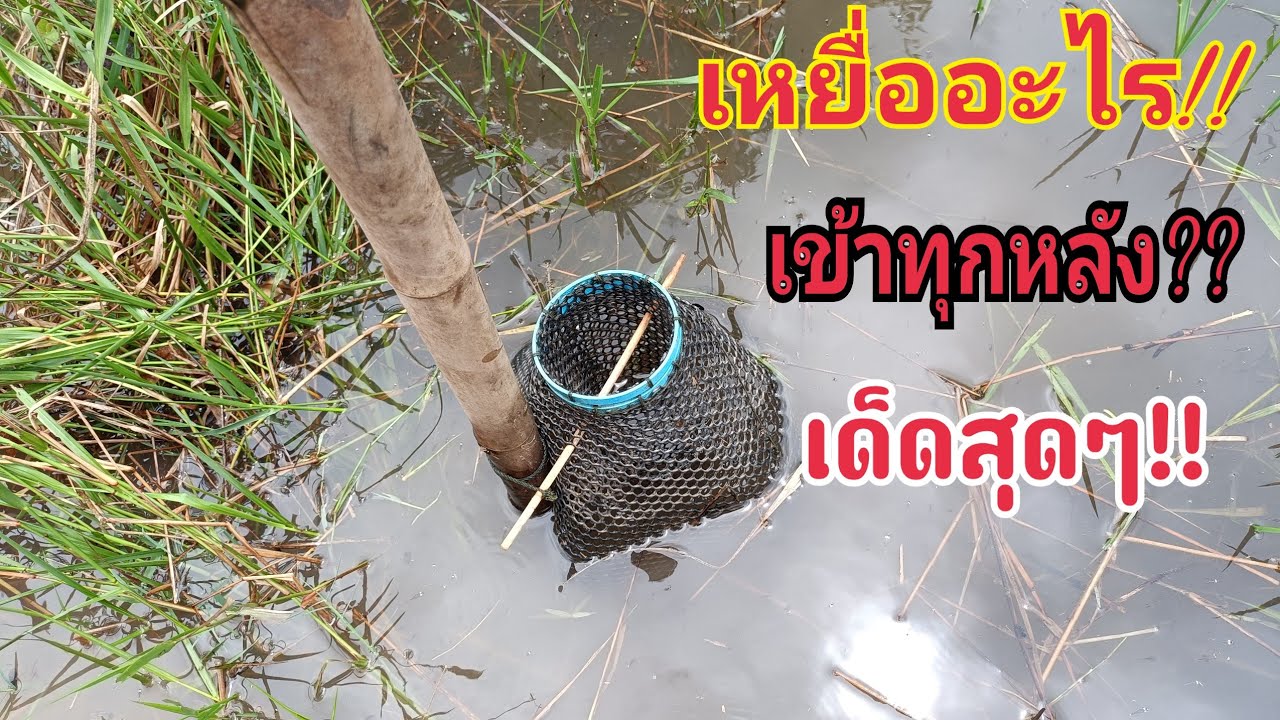 เหยื่อสูตรนี้ไม่เคยทำให้ผิดหวัง หมานสุดๆ เข้าทุกหลัง เหยื่อเด็ดมีตัวไม่มีพลาด