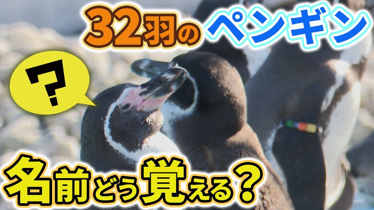 ペンギンの名前　どうやって覚える？　福岡市動物園の若手飼育員に密着