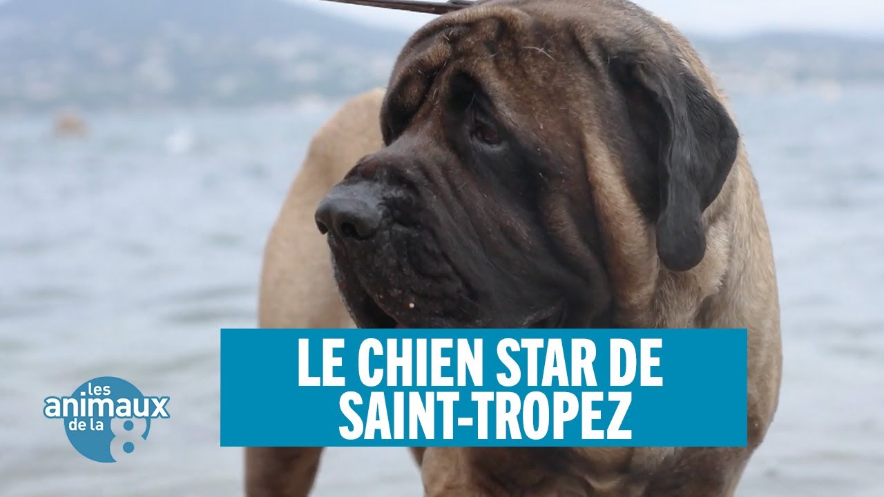 Le chien star de Saint-Tropez - Animaux de la 8