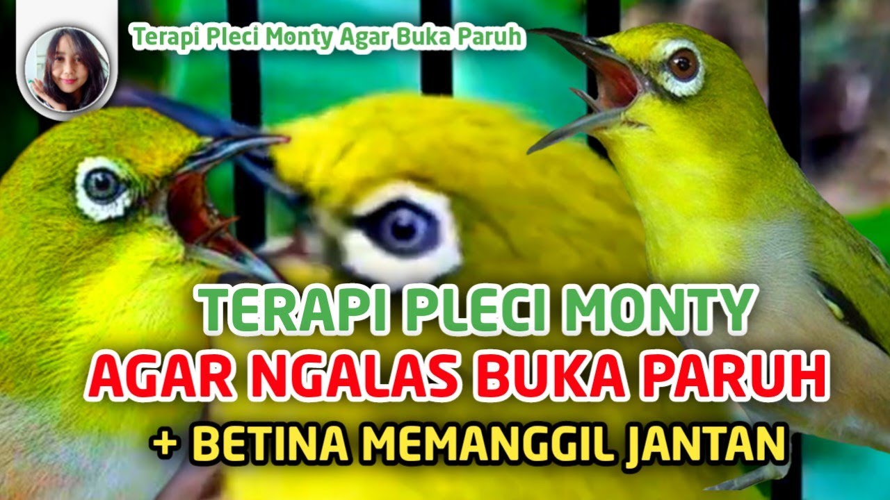 Terapi Pleci Montanus Agar Buka Paruh + Suara Monty Betina Memanggil Jantan Bikin Naik Birahi