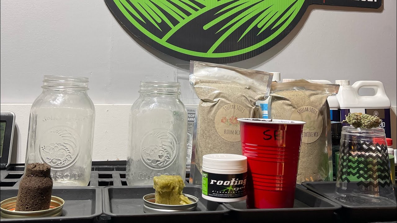 Cloning Trick, Mason Jars, Rapid Rooter, Rockwool Cube, Rooting Gel, Shishkaberry #tricksofthetrade