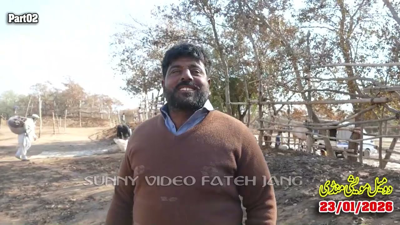 Today Domail Mandi Fatehjang Rate’s update23/Jan.2026-Part02Sunny Video Fateh Jang Cow Mandi 2026