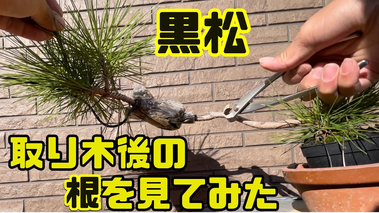 【黒松】2022年にかけた取り木の結果。根はどんな感じ？【針金結束】black pine bonsai