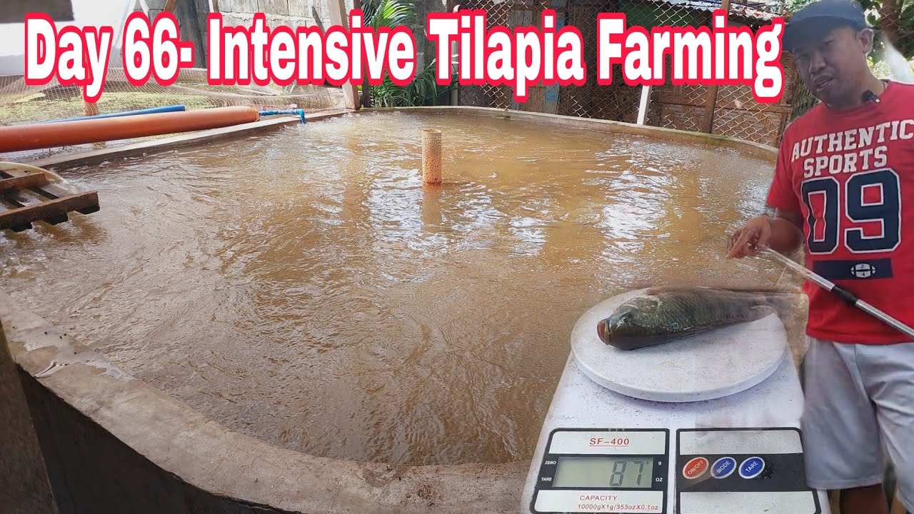 Tilapia Intensive farming Day 66 Ganito na Ka laki
