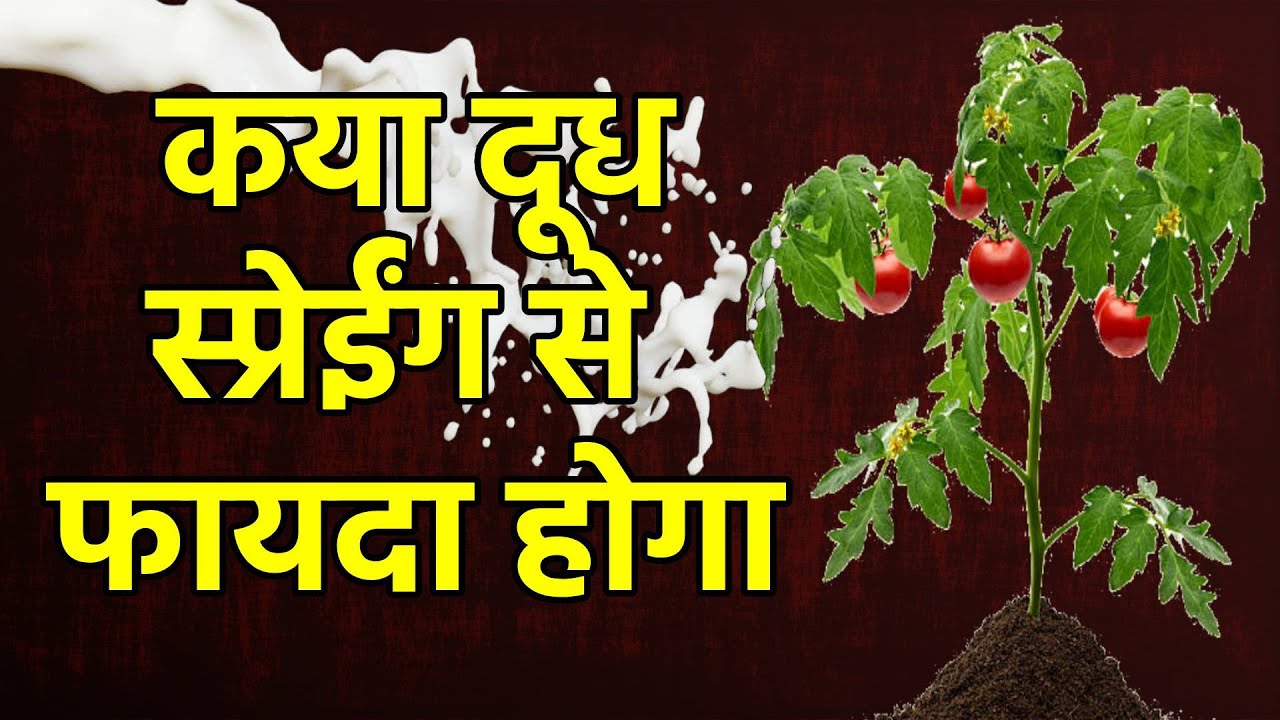 Benifit of milk/cow milk spray on plant/powdery mildew control by cow milk
