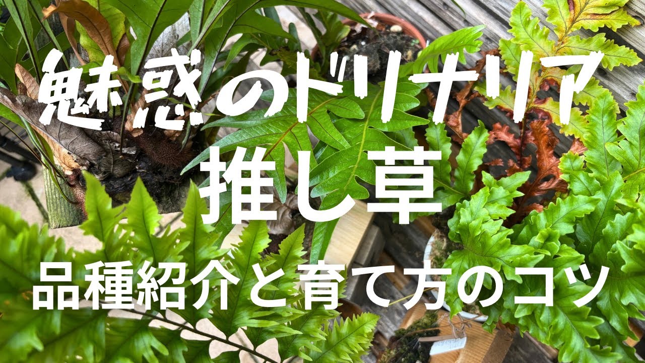 推し草！ドリナリアの品種紹介と育て方のコツを紹介