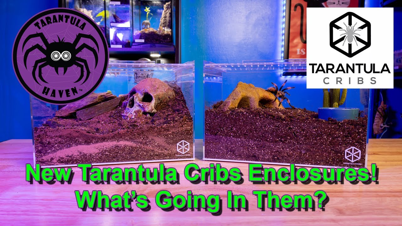 New Tarantula Cribs Enclosures!  What's Going In Them?