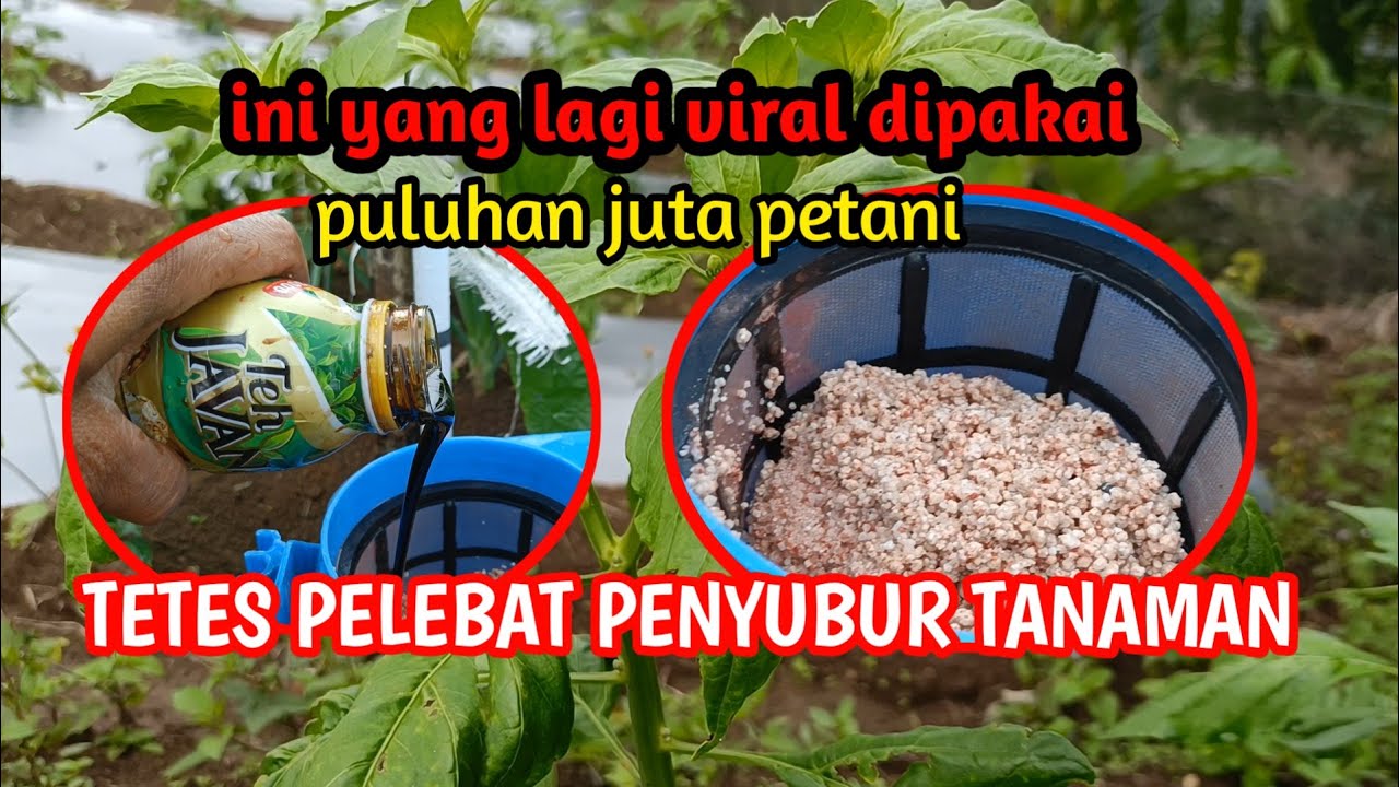 Jangan sampai ketinggalan cukup teteskan saja pada air kocorkan meledak pertumbuhannya