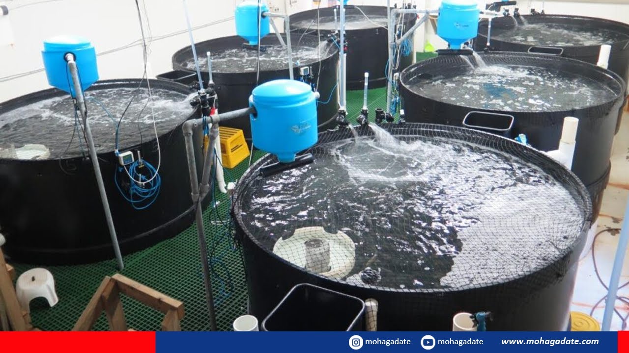 Teknologi Budidaya Ikan Nila Tercanggih dengan Sistem RAS dalam Ruangan, Tingkatkan Produksi