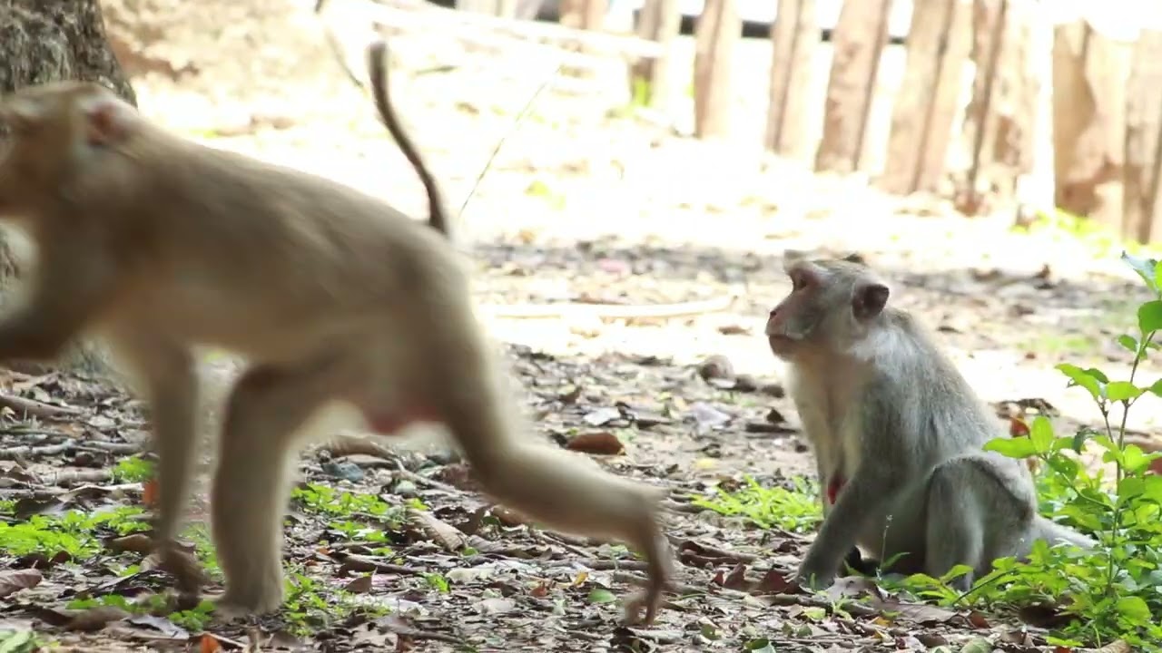 Monkey Pongo  Meet  Mum Jane  On The Park-on Sep13,2023 /-21- Bp