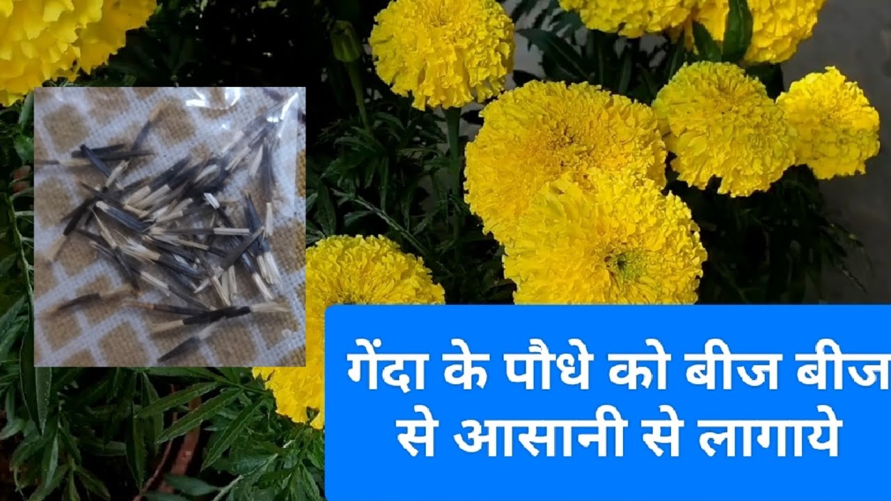 गेंदा के पौधे को बहुत असानी बीज से लगाये how to germinate marigold plants from seeds 