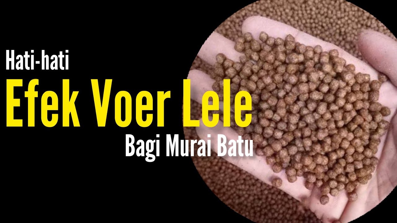 Efek Voer Lele Bagi Murai Batu | Bengkel Murai Batu