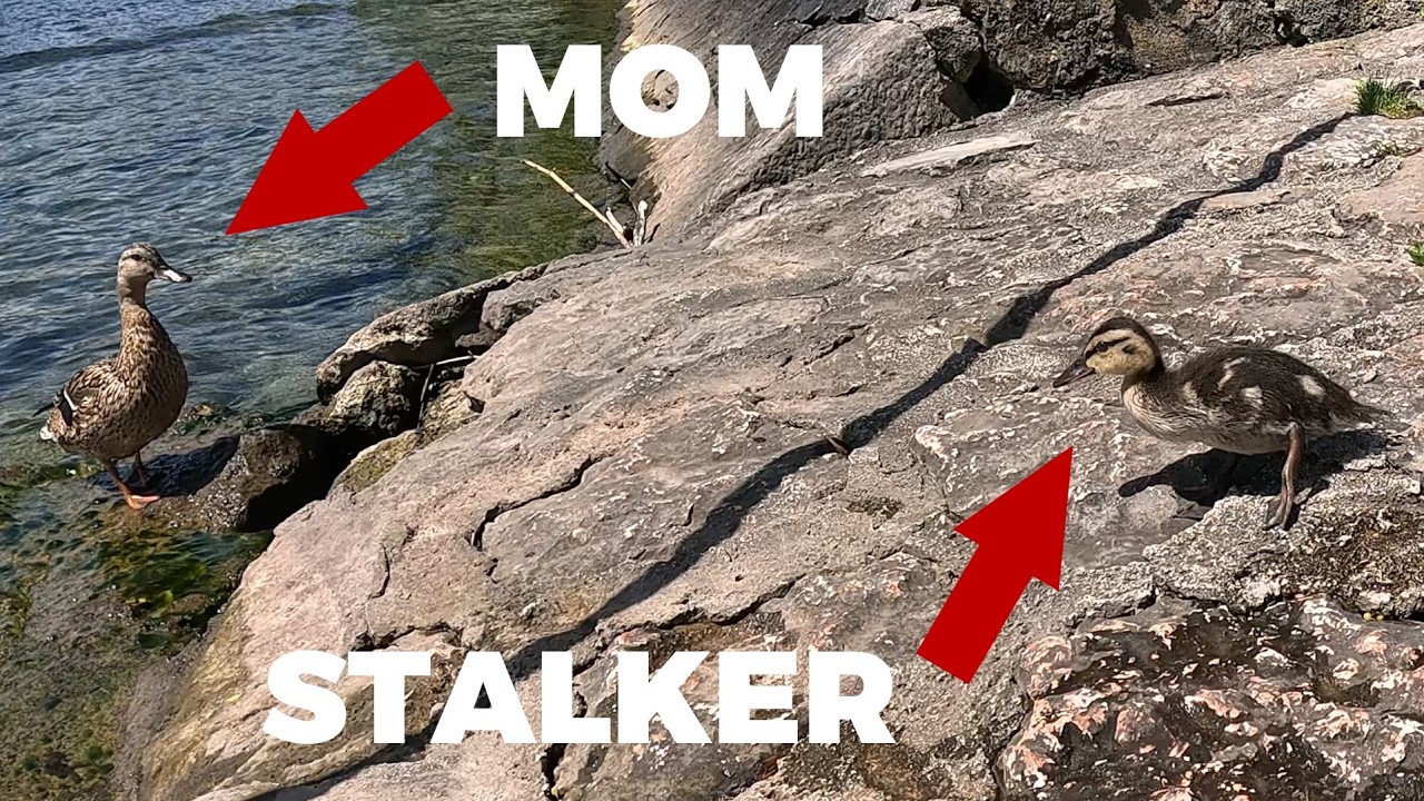 Duckling stalked me :)