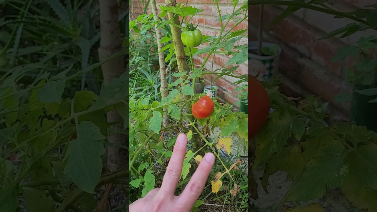 2 Dicas Infal&iacute;veis para Produzir Tomate em Casa