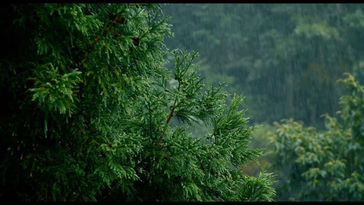🌲 Forest Rain & Crickets Ambience for Deep Focus | Nature Sounds 2 Hours