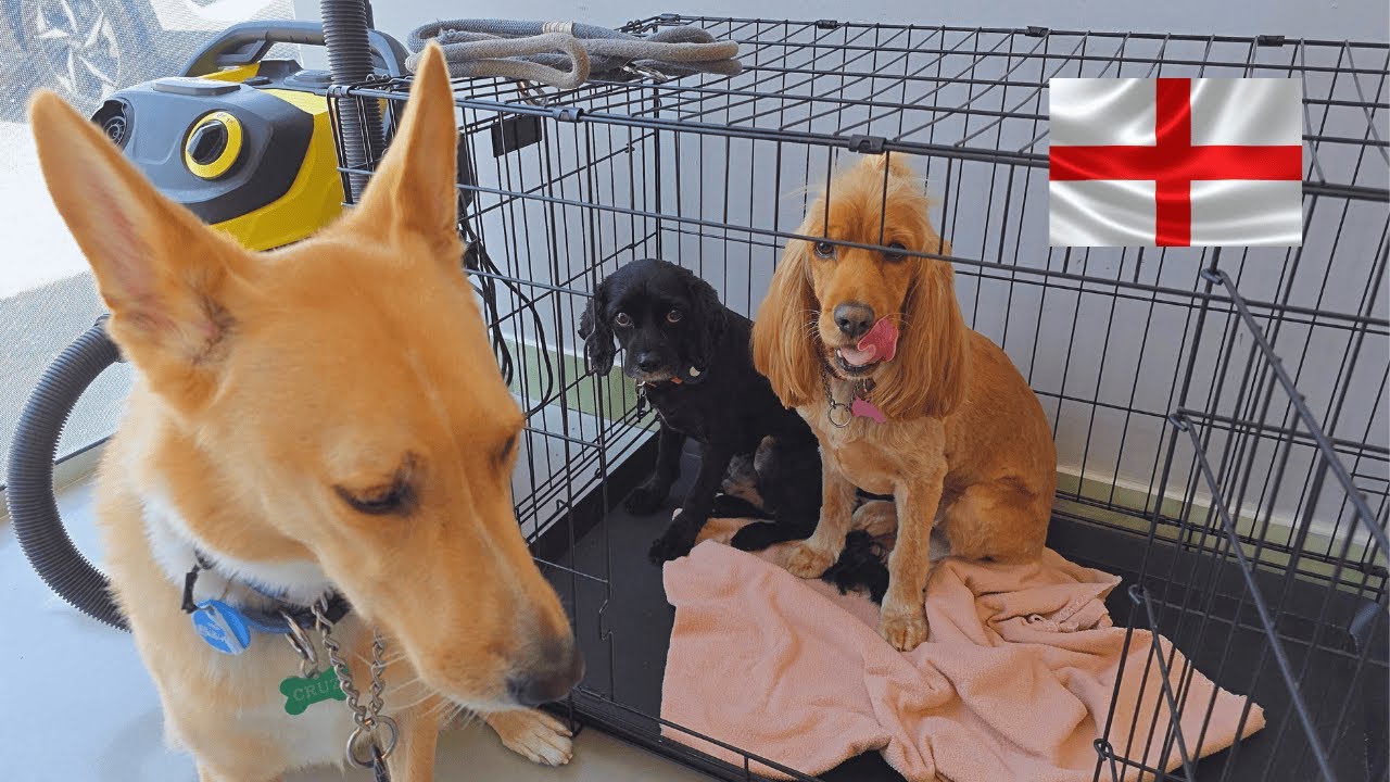 These 3 Dogs Are Moving to England For Good!!!