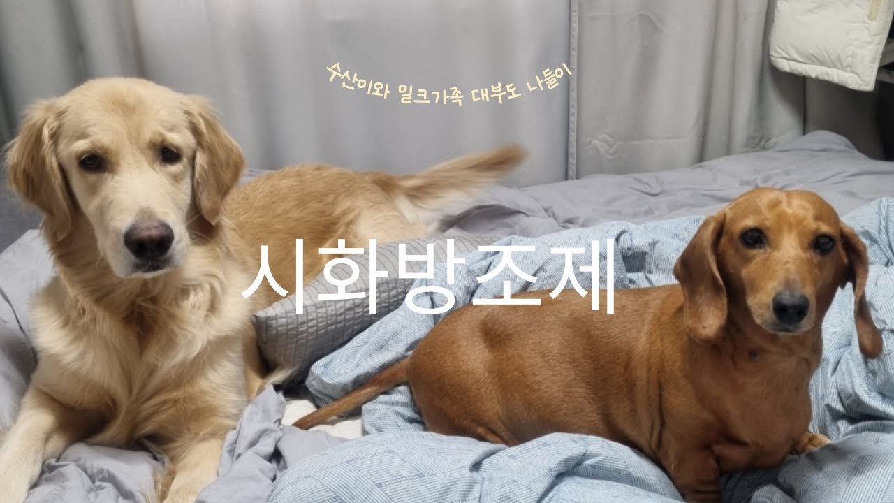 수산이와밀크 대부도 나들이~