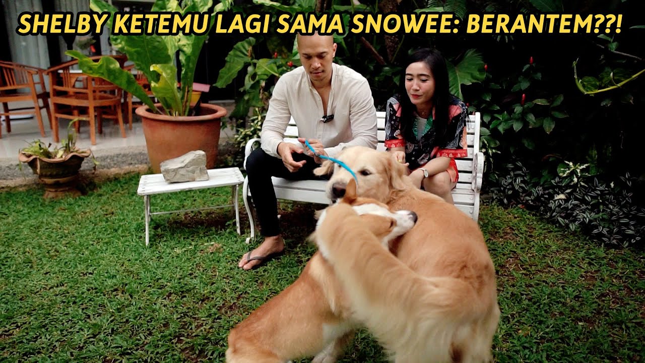 Shelby ketemu lagi sama Snowee: BERANTEM??!