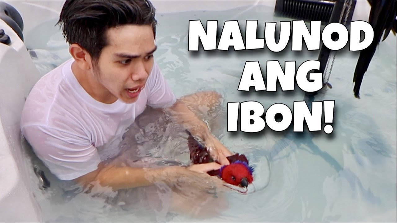 HINDI MAKAHINGA ANG IBON NA SI CHAI! Nagswimming ang mga ibon naging duck! (ECLECTUS) | Murillo Bros