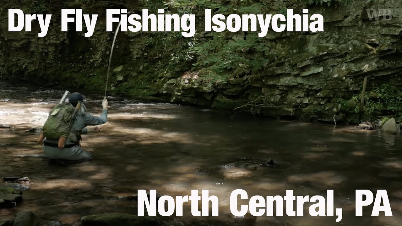 Dry Fly Fishing Isonychia, North Central, PA - Wooly Bugged