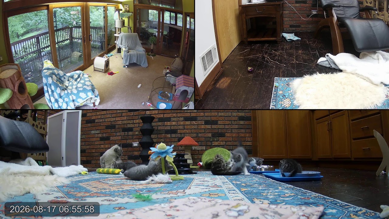 Kitten Academy Live Stream