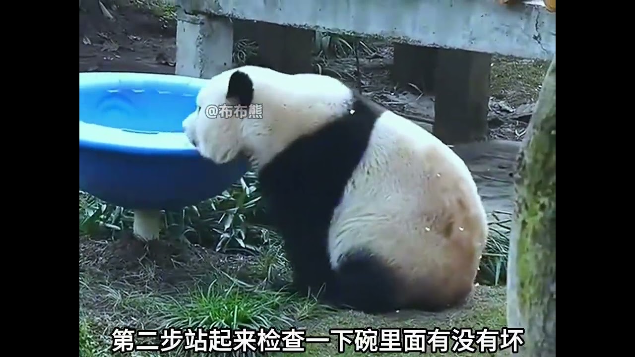 逆天了渝爱竟然会修家具 上班修家具下班收玩具不愧是虫洞最顾家的小熊#大熊猫渝爱 #国宝大熊猫 #大熊猫 #渝爱