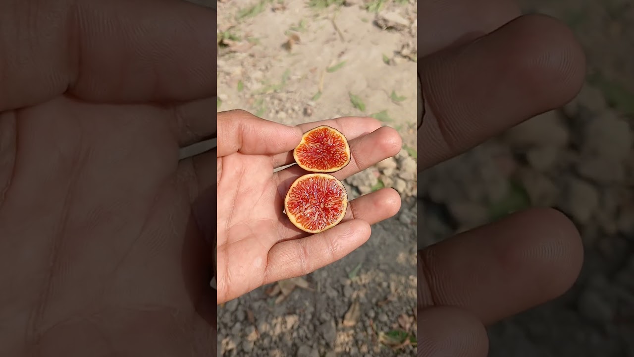 Bordissot Negra Rimada (BNR) Fig