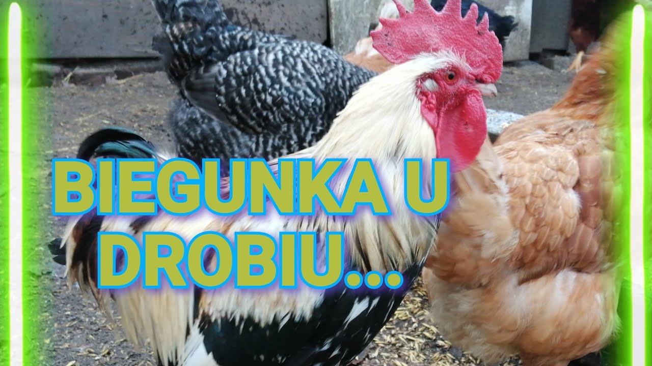 Biegunka u drobiu - jakie są objawy, jak ją leczyć...?