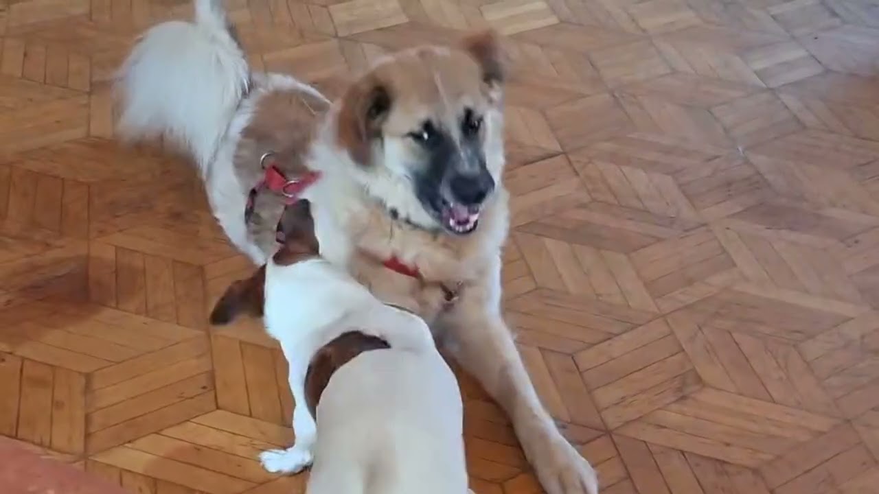 Giorgia und ihre Männer Folge 1💕