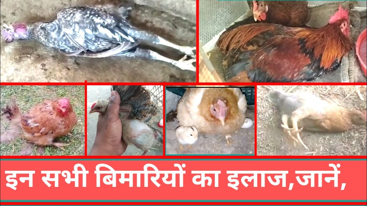all poultry medicine।।desi murgi palan।। Desi murgi farm।।desi poultry farm।। desi murgi।।by mahsoos