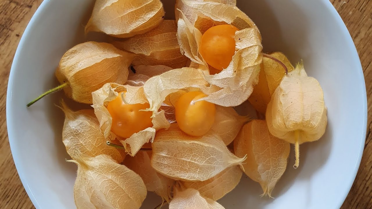 How to grow Physalis/Golden berry/Inca berry/Cape Gooseberry/Ground Cherry for a bountiful harvest
