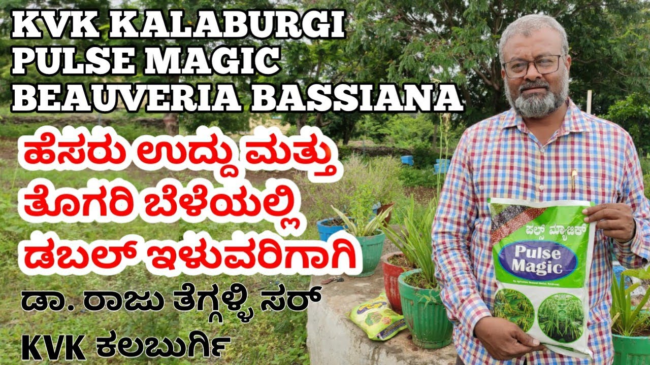 Pulse magic, beauveria bassiana, ಹೆಸರು, ಉದ್ದು, ಮತ್ತು ತೊಗರಿ ಬೆಳೆಯಲ್ಲಿ ಡಬಲ್ ಇಳುವರಿ, KVK KALABURGI,