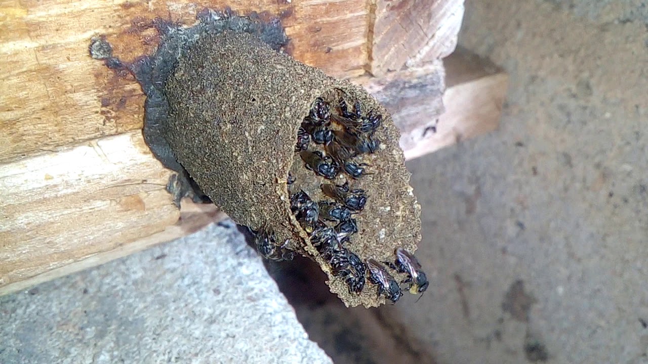 Abelha Canudo - Scaptotrigonas Depellis