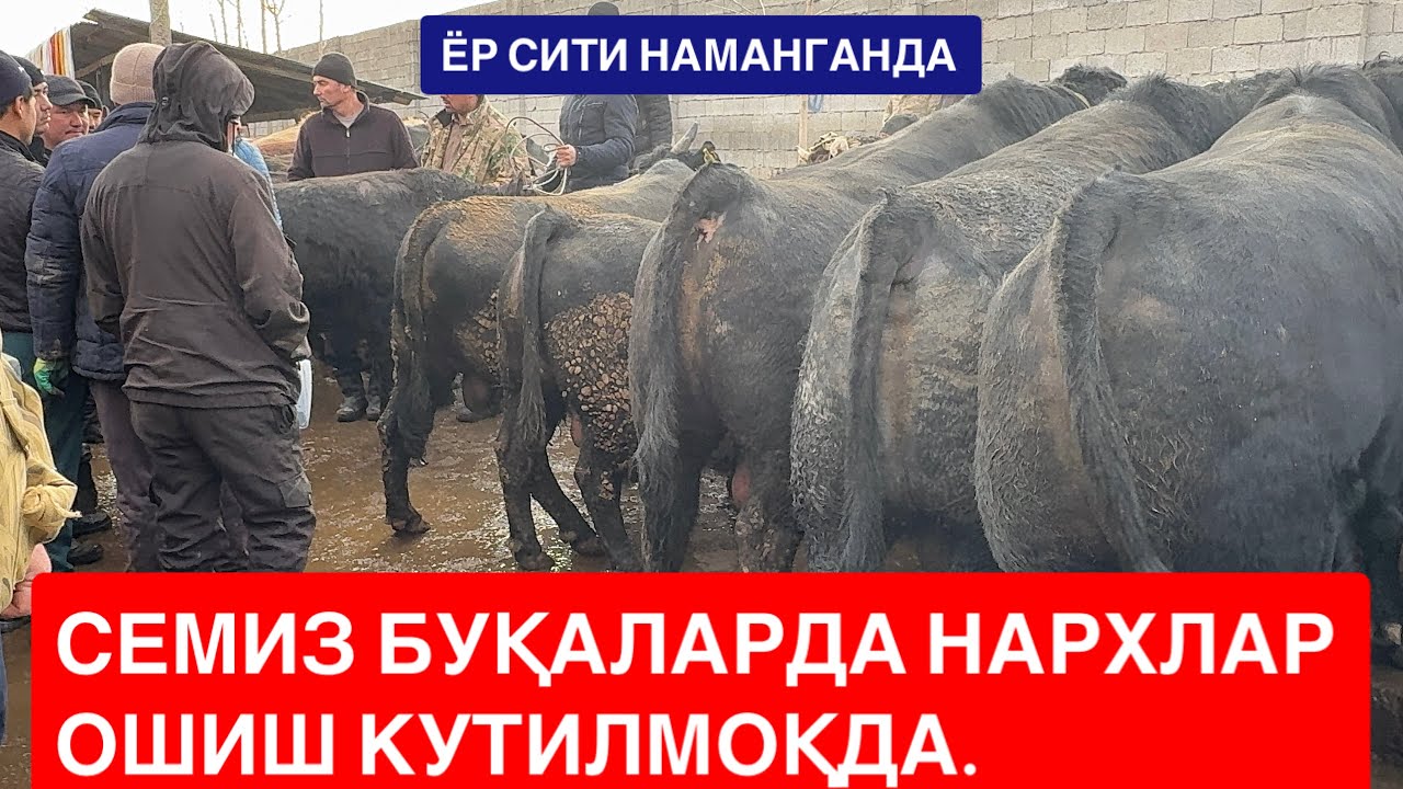 ЁР СИТИ СЕМИЗ БУҚАЛАРИ ДЕХҚОНЛАРНИ ДАВРИ КЕЛДИ СЕМИЗЛАРНИ НАРХИ ОШМОҚДА. 