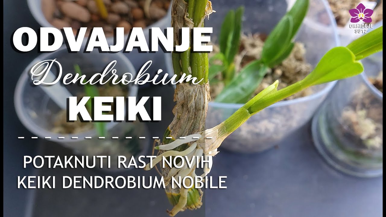 KAKO potaknuti rast KEIKI dendrobium nobile - KAKO odvojiti KEIKI DENDROBIUM nobile