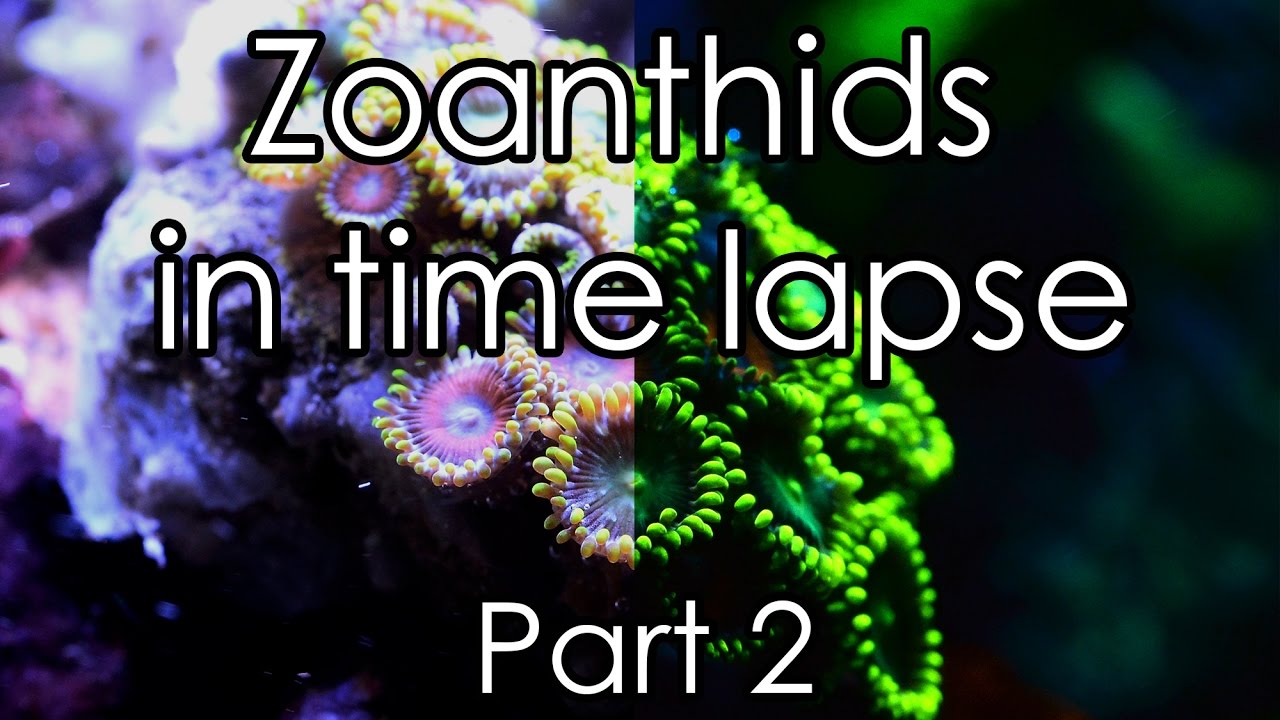 Zoanthids in time lapse 4K - Part 2