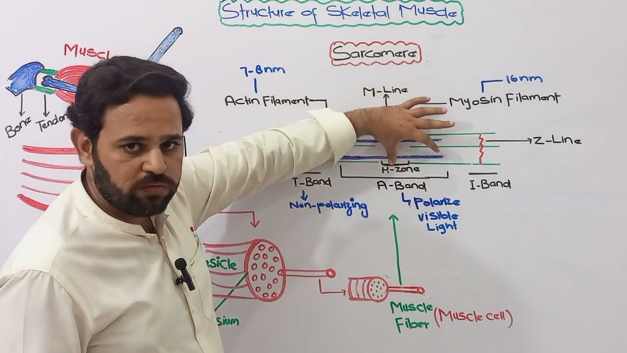 Structure of Skeletal Muscle | Class 12 | NBF | FBISE | KPK Board