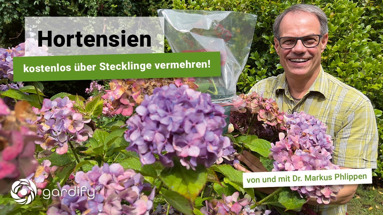 Hortensien - kostenlos über Stecklinge vermehren! Bauernhortensien, Hydrangea | gardify tipps