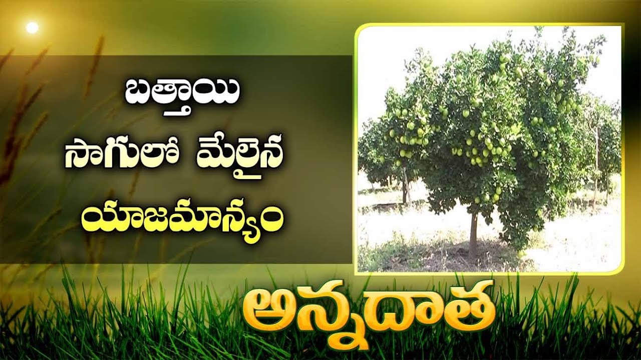 Tips To Rise | Sweet Orange Gardens