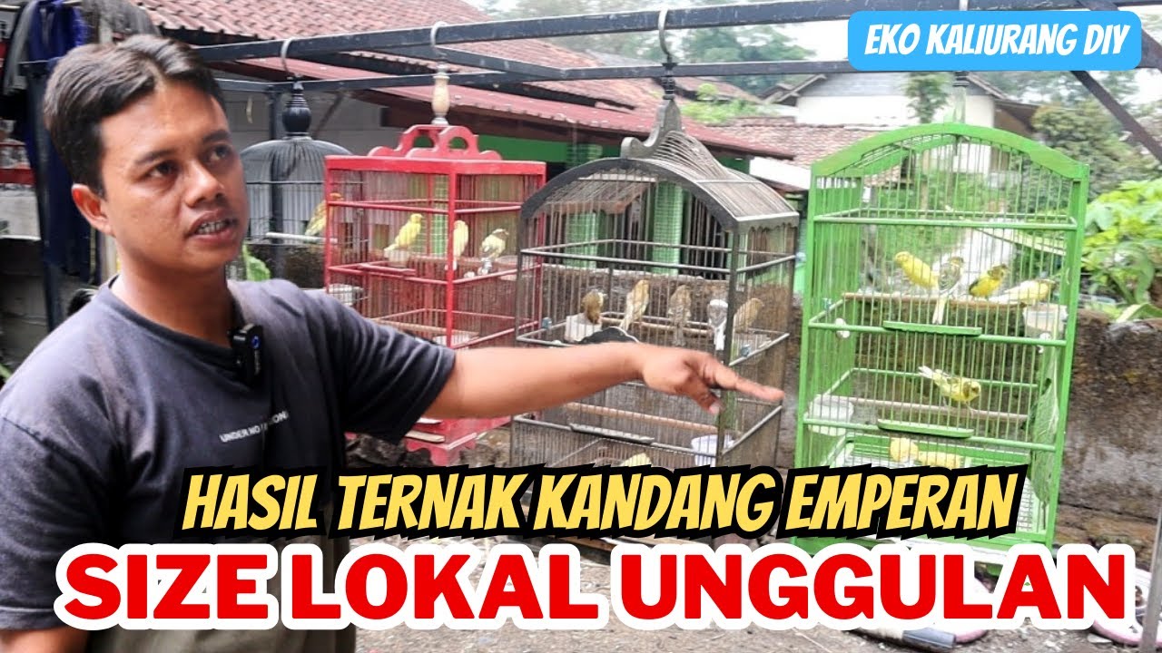Cuma Di emperan Rumah, Hasil Ternak Kenari Sangat Melimpah | EKO HARYANTO KALIURANG