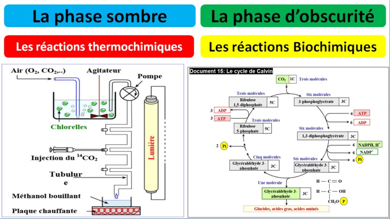 Les réactions thermochimiques = réactions de la phase obscure = la phase sombre (شرح بالداريجة)
