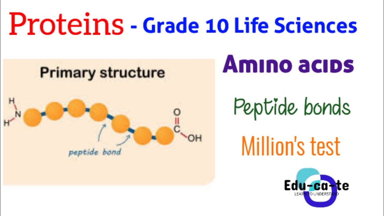 Proteins -  Grade 10 LFSC