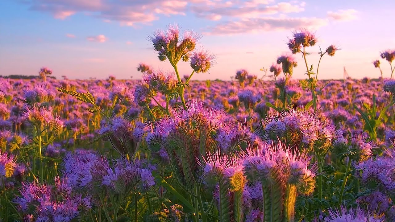 10 HOURS of Birds Chirping and Bees Buzzing - Beautiful Soothing Tunes of Scenic Flower Field