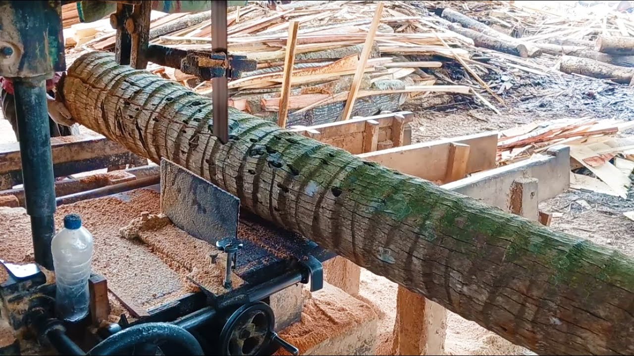 Sawing Coconut Trees with World Market Quality