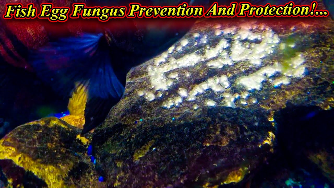 How To Prevent And Protect Fish Egg From Fungus?.. Best Medicine?.. / Fish Aquarium Tamil