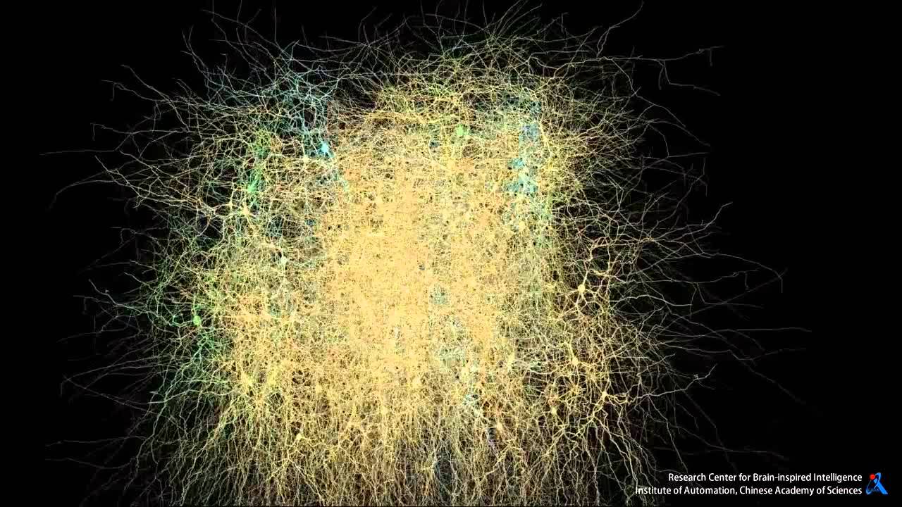 Brain Cortical Columns and Neural Activity Simulation