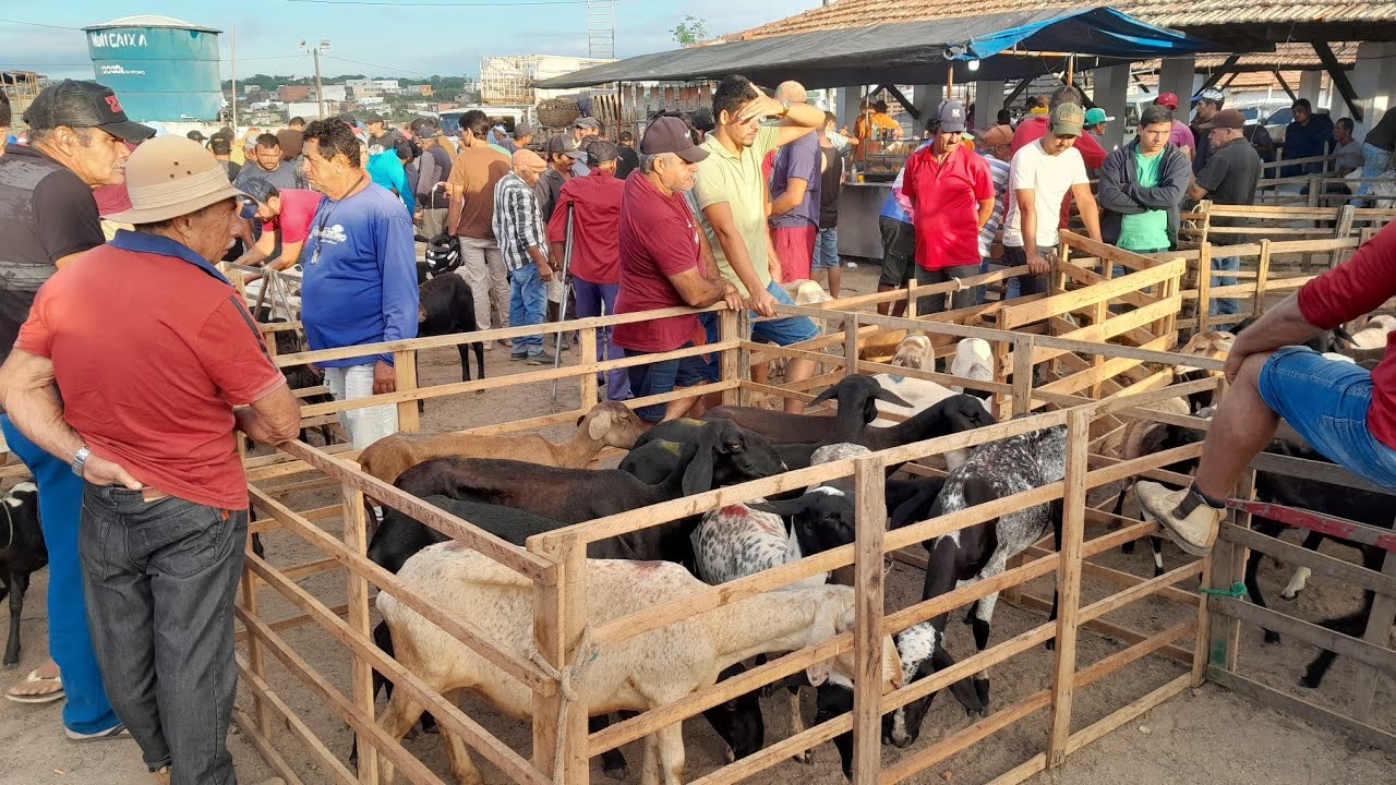Feira de Animais Surubim Pernambuco 13/03/2026 à melhor da região. CUIDA!