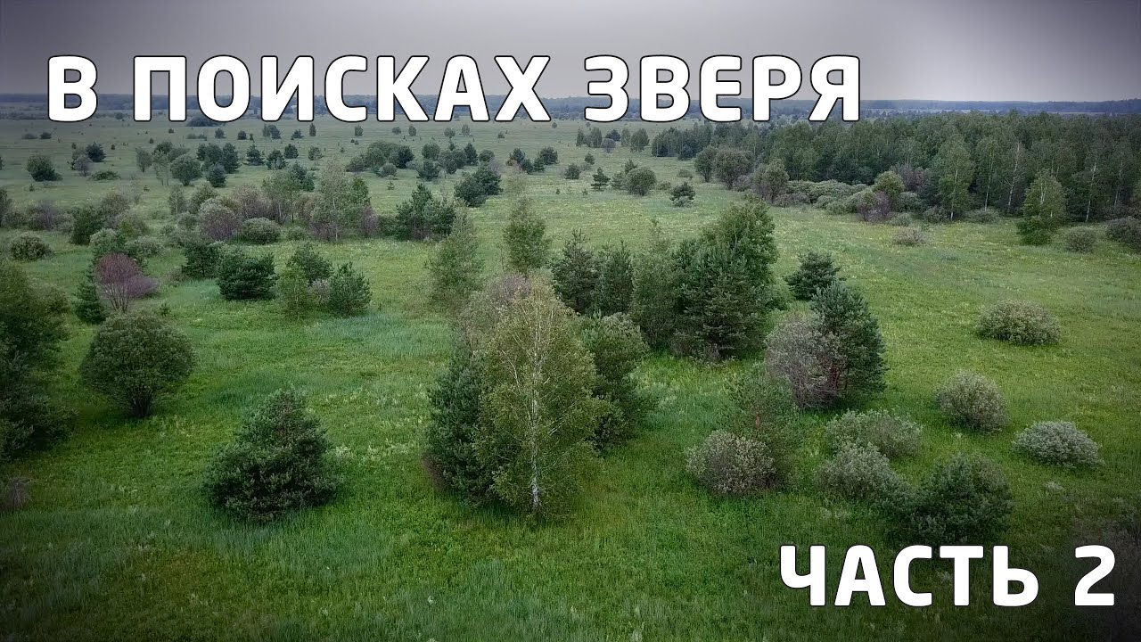 Мещёрские просторы. Исследовательская экспедиция в поисках зверей. Фотоохота. Часть 2. 2024. [4K]
