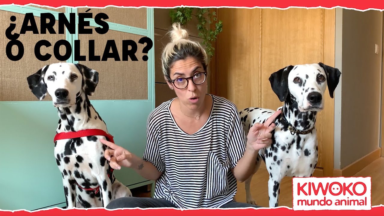Arn&eacute;s o collar para perros, &iquest;Qu&eacute; es mejor?  🐶