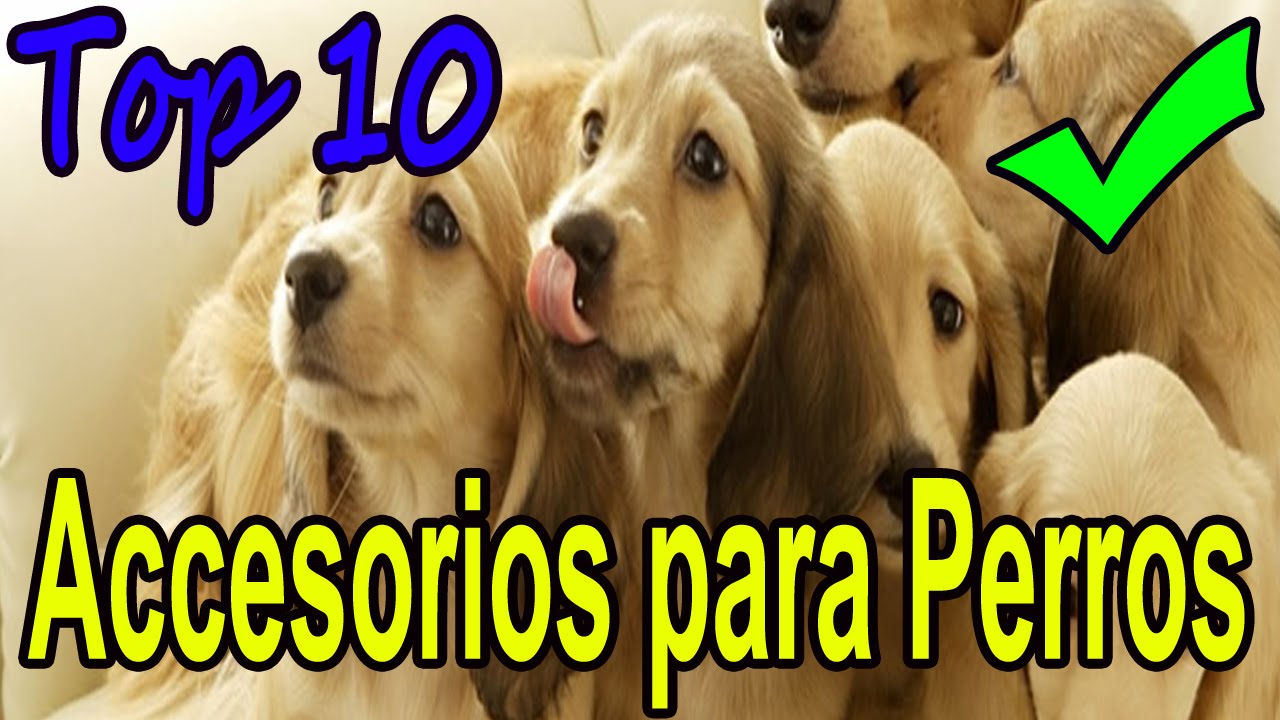Top 10 accesorios para Perros